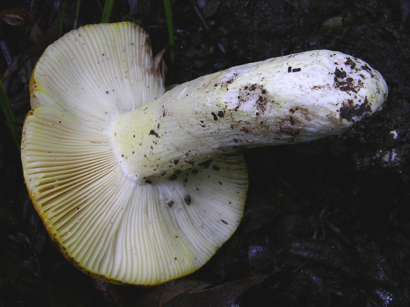 Risposte griglia 2 (marted� 29 maggio)